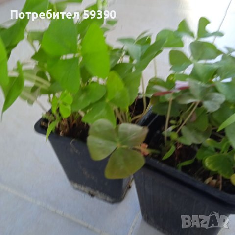 Растения детелина , снимка 2 - Стайни растения - 41683593