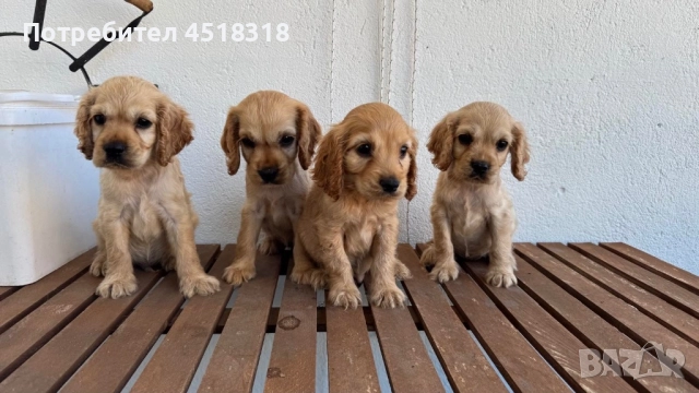 Кучета кокери 