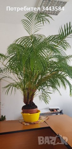 палма , снимка 1
