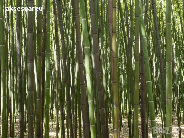 100 качествени Семена от гигантски бамбук Moso Bambo градински горски декоративни растения за дома , снимка 12 - Сортови семена и луковици - 50334157