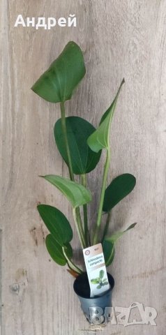 Ехинодориуси видове , снимка 3 - Други - 40880402