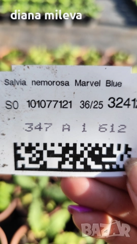 Салвия „Blue Marvel“, Градински чай, многогодишна, снимка 7 - Градински цветя и растения - 52434096