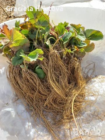 Предлагам разсад ягоди 