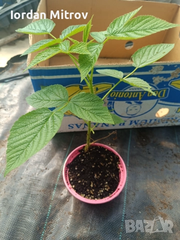 Ягоди и малини, снимка 2 - Разсади - 52070916