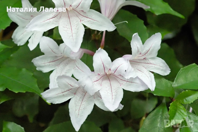 Асистасия, asystasia-bella, macaya bella