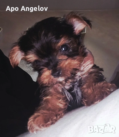 Йоркширски териер Мини , снимка 2 - Йоркширски териер - 53447318
