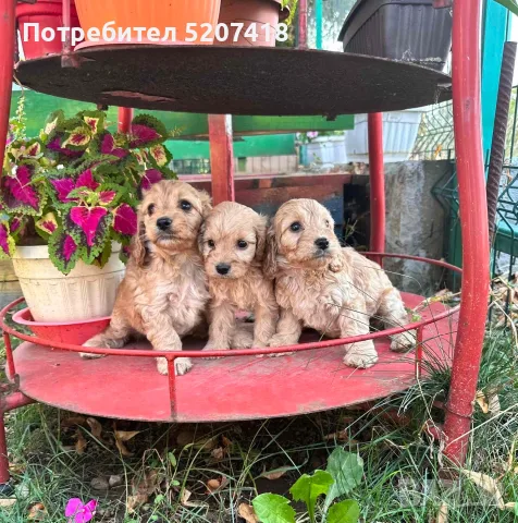 Кокер шпаньолчета, снимка 3 - Кокер шпаньол - 56163644