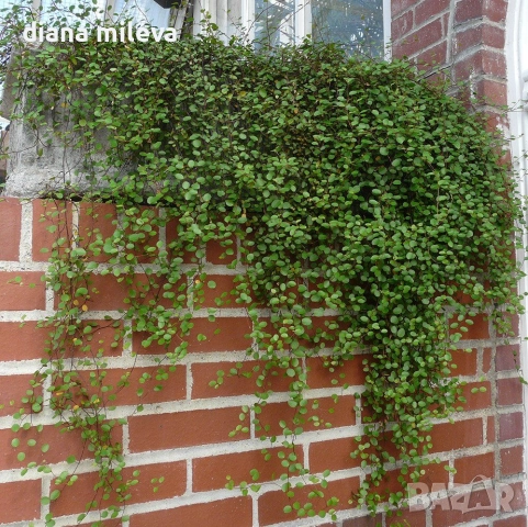Мюленбекия Сийленд компакт, Muehlenbeckia Sealand compact, снимка 2 - Градински цветя и растения - 49926290