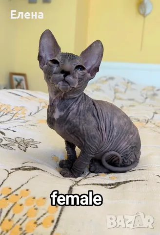 Don Sphynx чистокръвно момченце и момичета , снимка 2 - Сфинксове - 56180598
