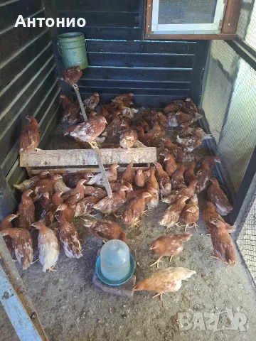 Продавам ярки, червени 