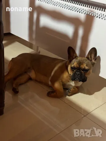 френски булдог, снимка 1