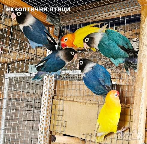 Продавам 2 двойки Неразделки , снимка 4 - Папагали - 52678957