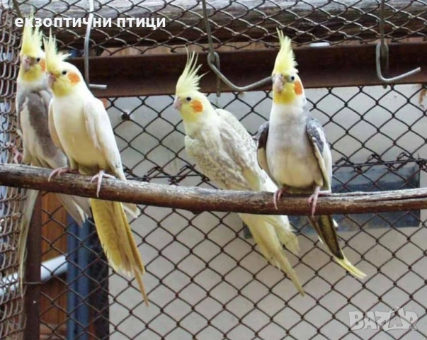 Продавам ято Корели 