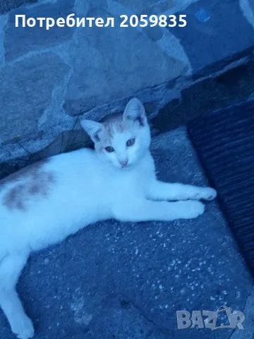 Подарявам малки котета