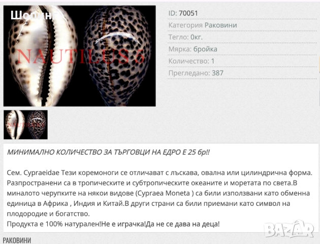 Морска раковина Тигрова Ципрея, снимка 11 - Декорация за дома - 51440651