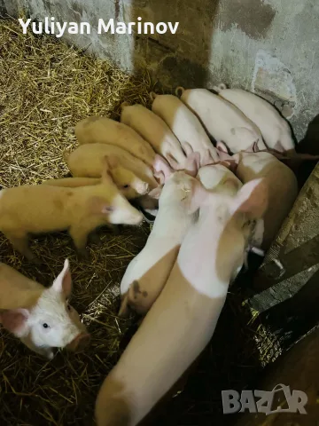 🐷 Малки прасенца търсят нов дом!