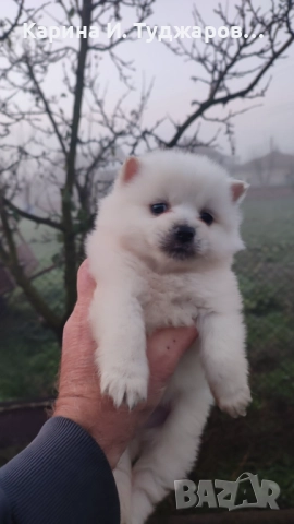 Малки померанчета