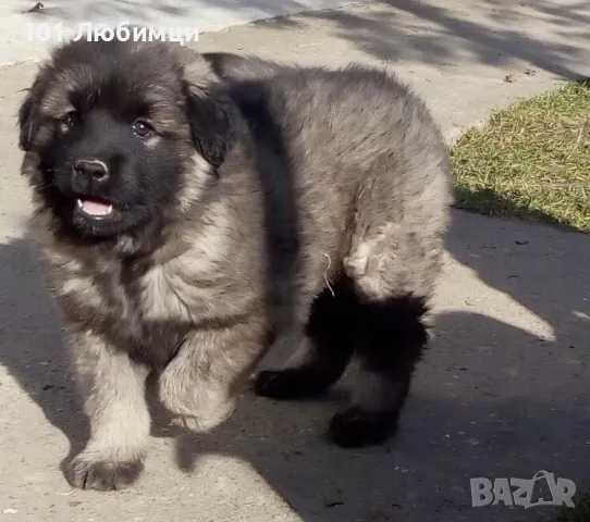 Шарпланинци с родословие, снимка 2 - Други - 47450188