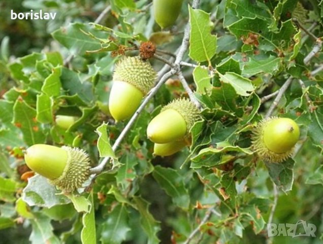 Листа от Пърнар (приложение - за чай), снимка 2 - Градински цветя и растения - 21320916