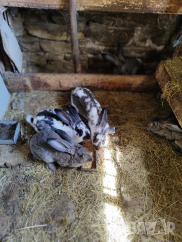 Зайци, снимка 1