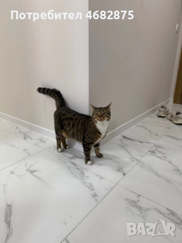 Спешно търси дом – ДОМАШЕН КОТАРАК, снимка 2 - Други - 52794447