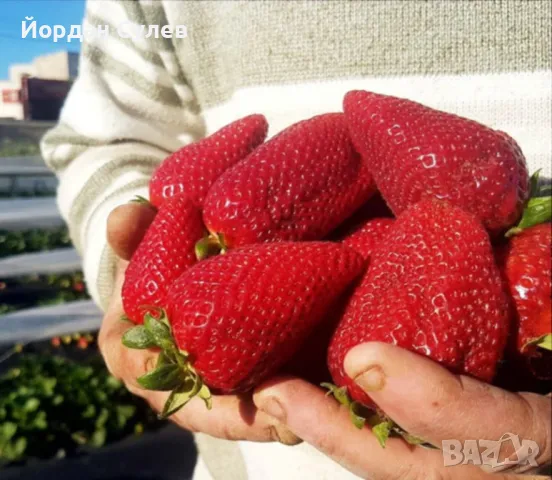 ‼️🌱Здравеите предлагам разсад Малини Висок Добив Много Сладки и Ароматни  (Люлин1лв) (Полка Глен Ди, снимка 7 - Разсади - 49910225