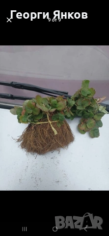 Ягоди, снимка 6 - Разсади - 53651366