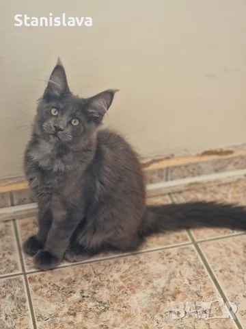 котенца Мейн Куун