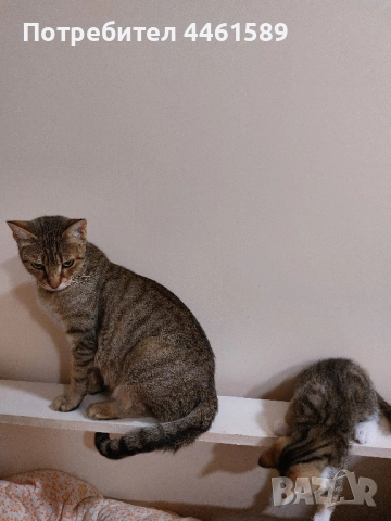 ПОДАРЯВАМ домашни котенца, снимка 6 - Други - 52665863