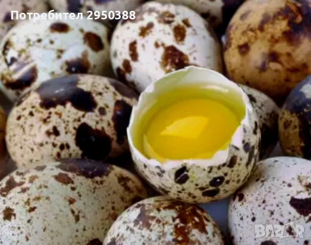 Пъдпъдъци яйца пресни за консумация и люпене, снимка 3 - други­ - 50658969