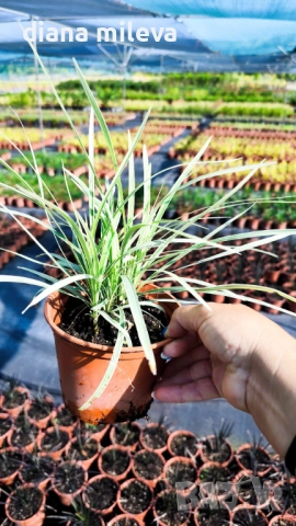 Лириопе Мускари, Liriope muscari 'Variegata', снимка 17 - Градински цветя и растения - 51899094