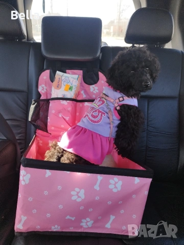 Мини пудел кученце – , снимка 3 - Пудели - 53813226