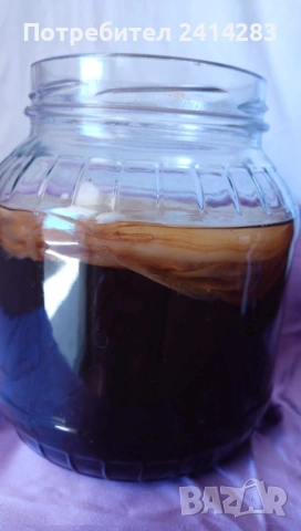 Тибетска чаена гъба Комбуча + стартер течност за напитка в стъклен буркан 1750 мл., снимка 2 - Хранителни добавки - 52731818