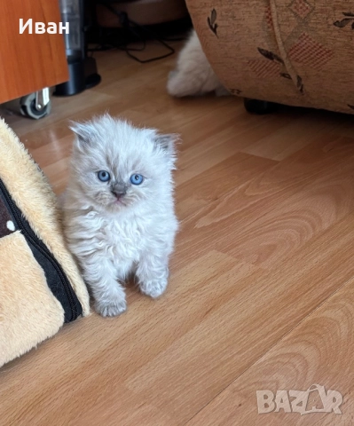 Рагдол/Регдол/Regdol, снимка 1