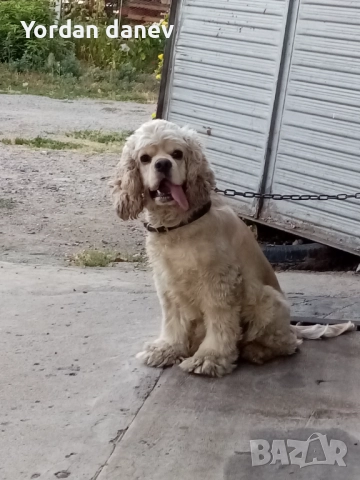 Америка кокер шпаньол за разплод , снимка 8 - Кокер шпаньол - 51931720