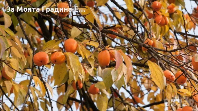 Райска ябълка Фую, снимка 3 - Градински цветя и растения - 49766330