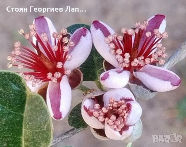 фейхоа, снимка 3 - Градински цветя и растения - 53422118