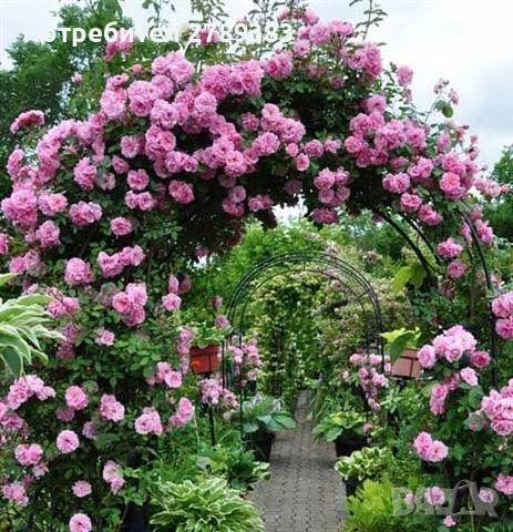 Катерливи рози 6 цвята , снимка 4 - Градински цветя и растения - 53443915