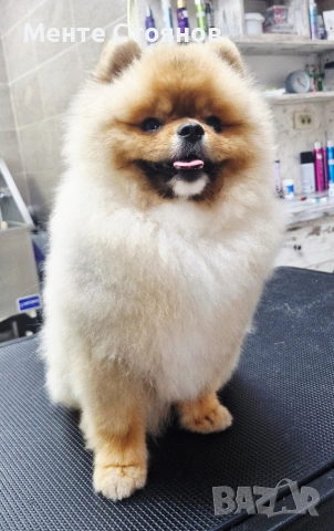померан , снимка 3 - Померан - 53266878