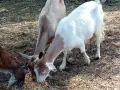 свободни 6 кози + 2 ярета , снимка 11