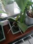 Прецъфтели орхидей, снимка 3