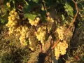 Продавам грозде, снимка 7