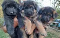 Немски овчарки дългокосмести , снимка 2