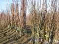  Плодни дръвчета, снимка 9