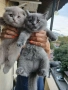 шотландски котки, снимка 3