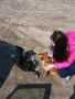 Грижа за  домашни любимци, гр. Пловдив , снимка 6