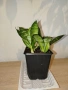 Стайни цветя- Хоя /Восъчниче (Hoya Carnosa), Сансевиера мини, Хлорофитум, Традесканция Зебрина, снимка 6