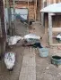 Пауни големи и малки, снимка 2