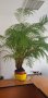 палма , снимка 1 - Градински цветя и растения - 42404500