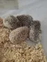 Африкаски мини таралежи , снимка 4